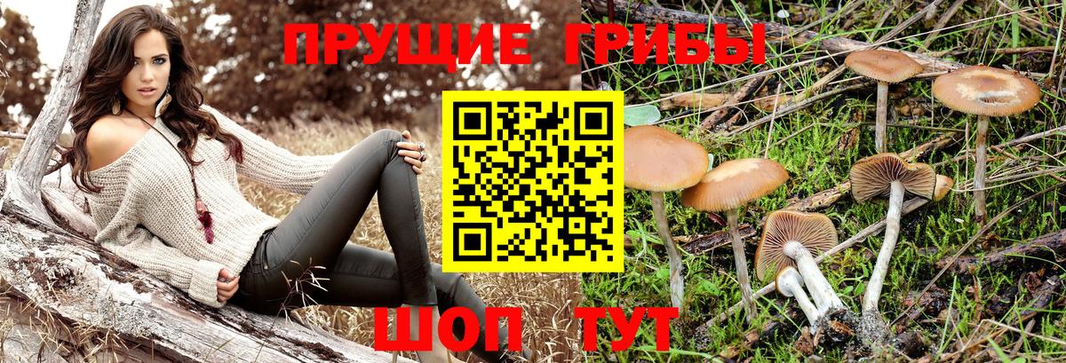 Псилоцибиновые грибы GOLDEN TEACHER Ликино-Дулёво